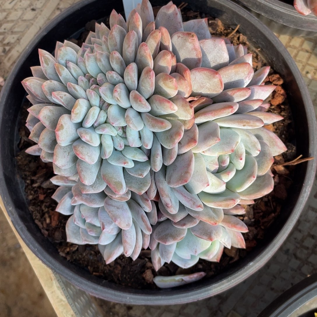 22号星影缀化多头