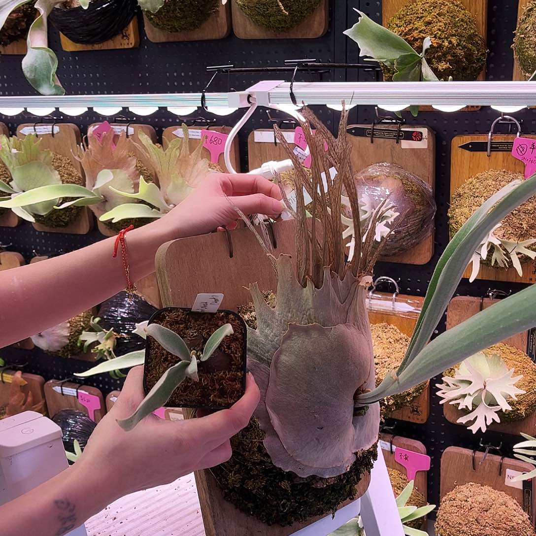 woot mini sheild 侧