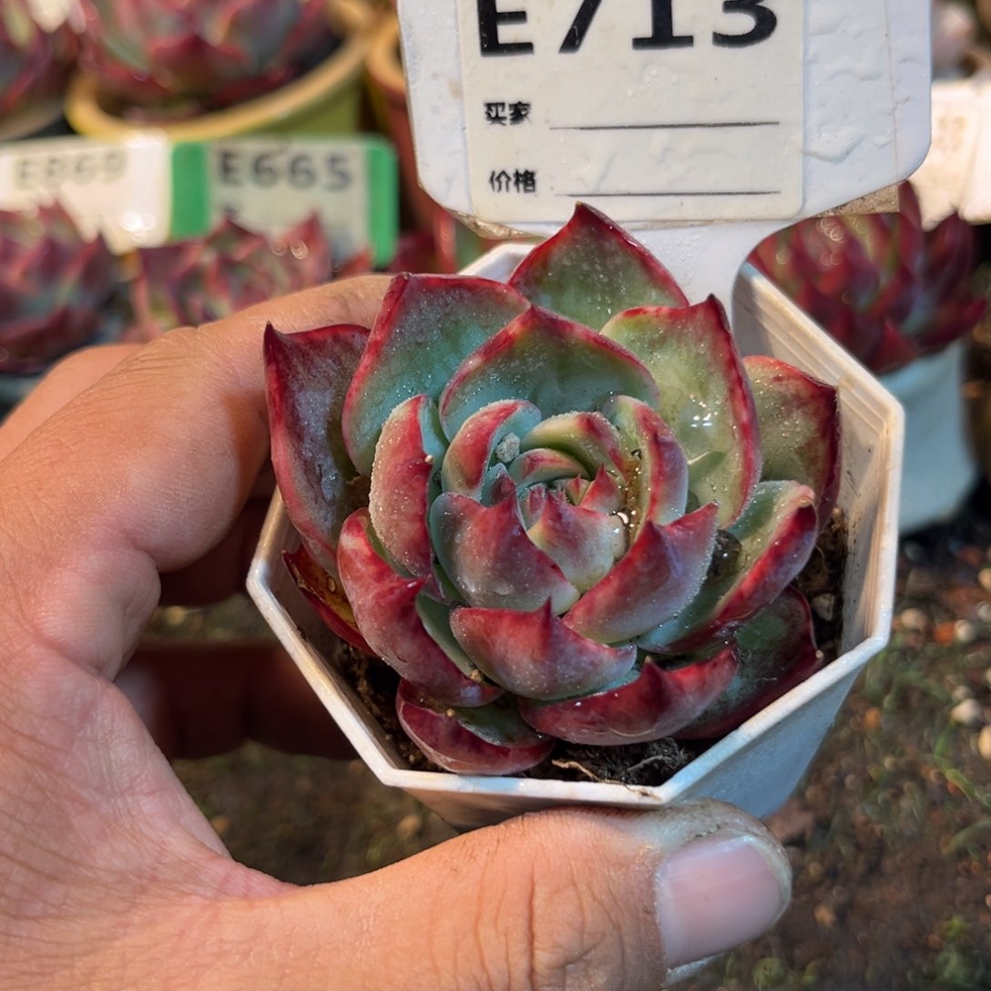 惊鸿一瞥713号多肉