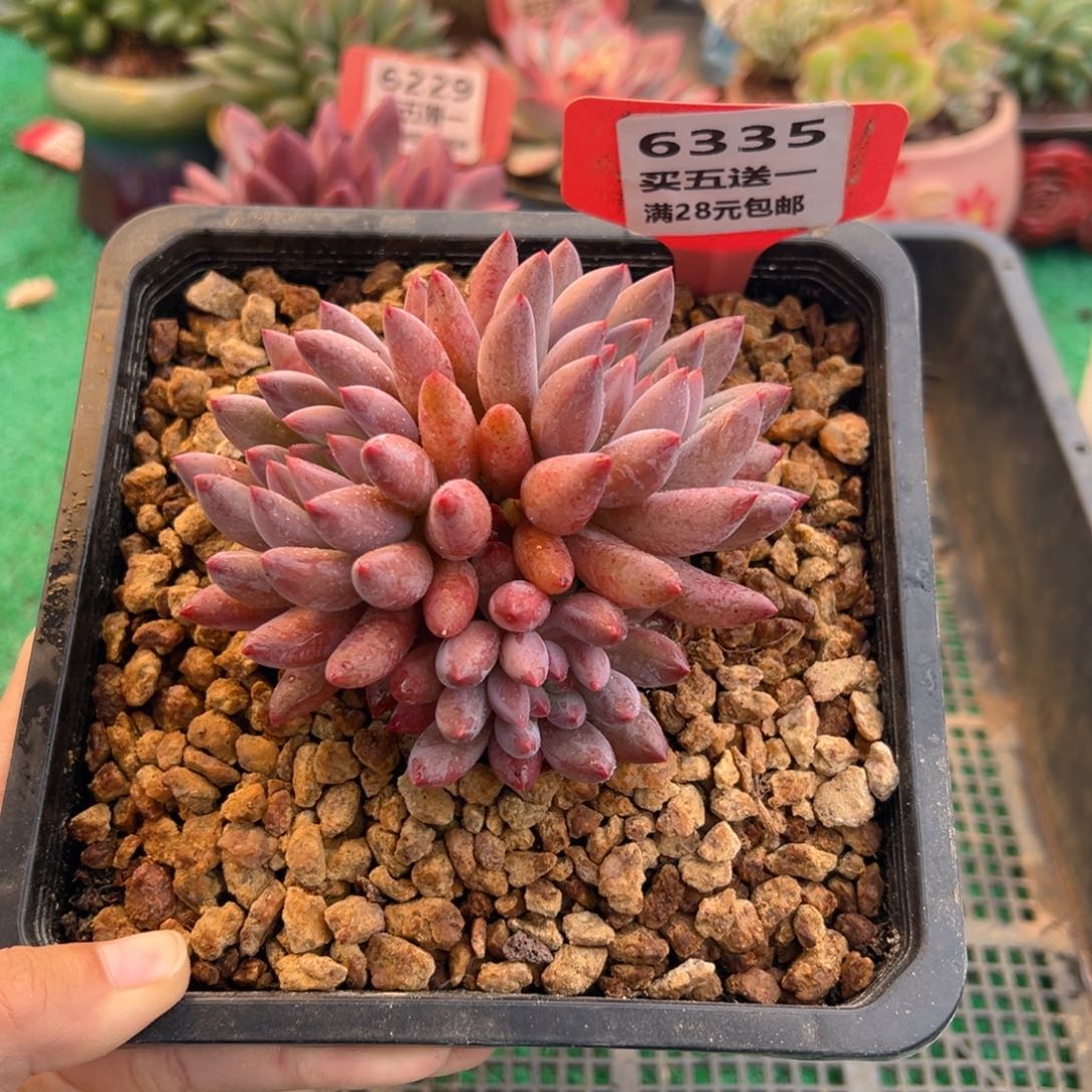 表妹精品多肉植物6335.