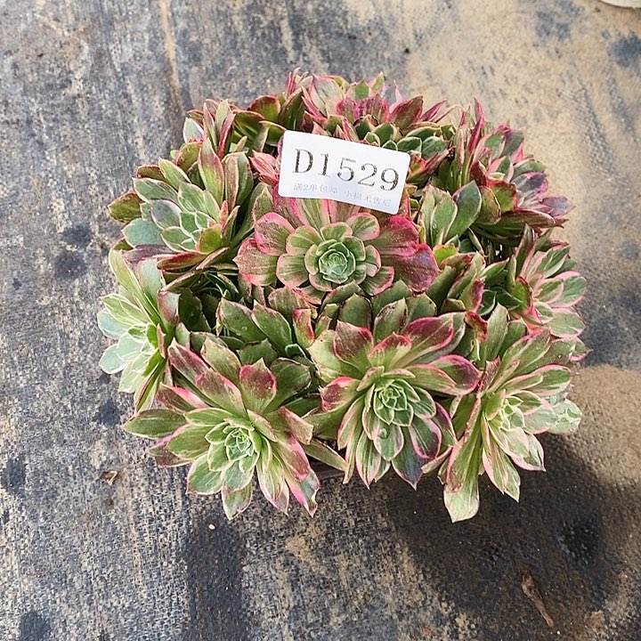 1529万花筒多肉植物