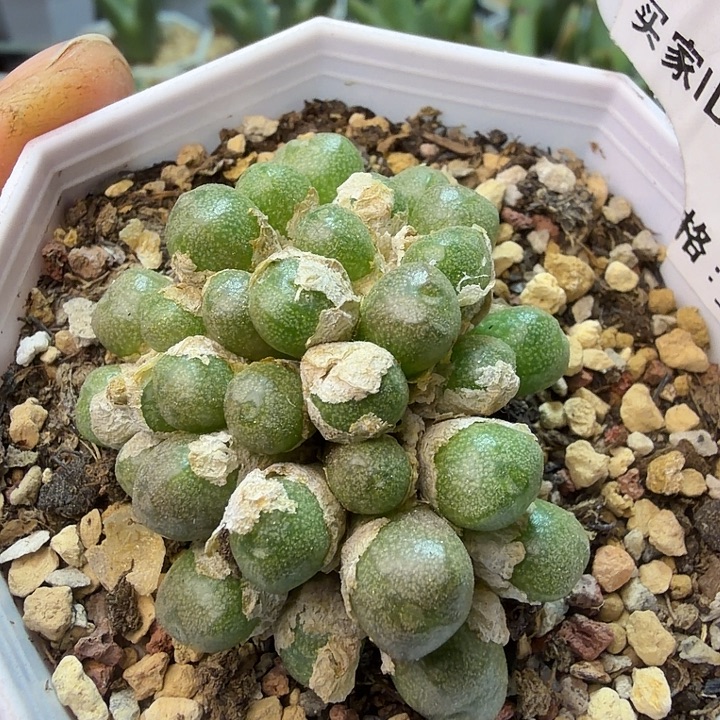 132。满38包邮肉锥