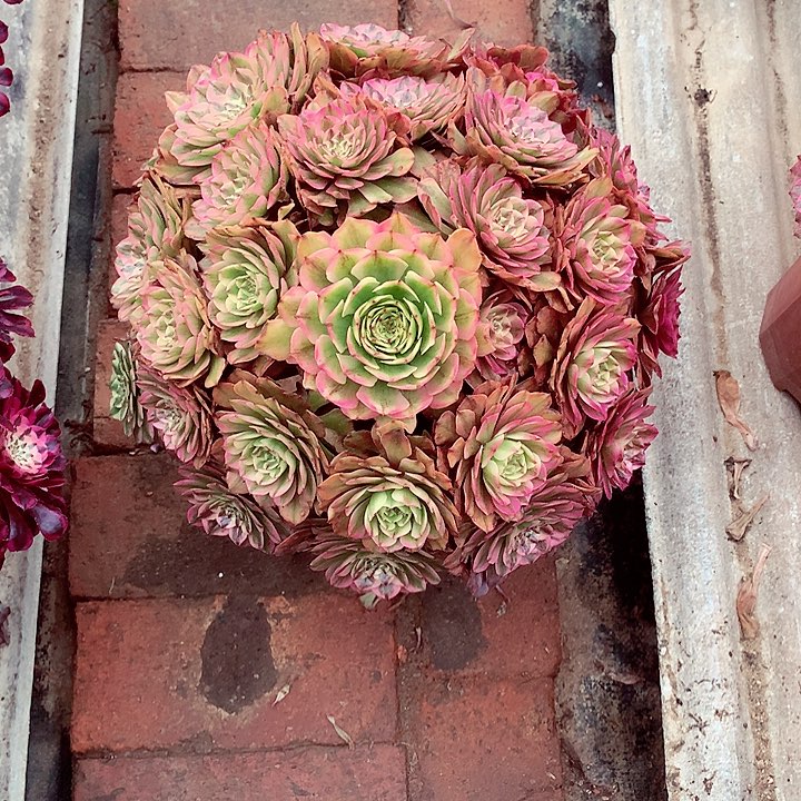 奥黛丽，多肉植物