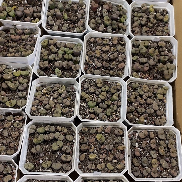 大盆风铃带盆土发货