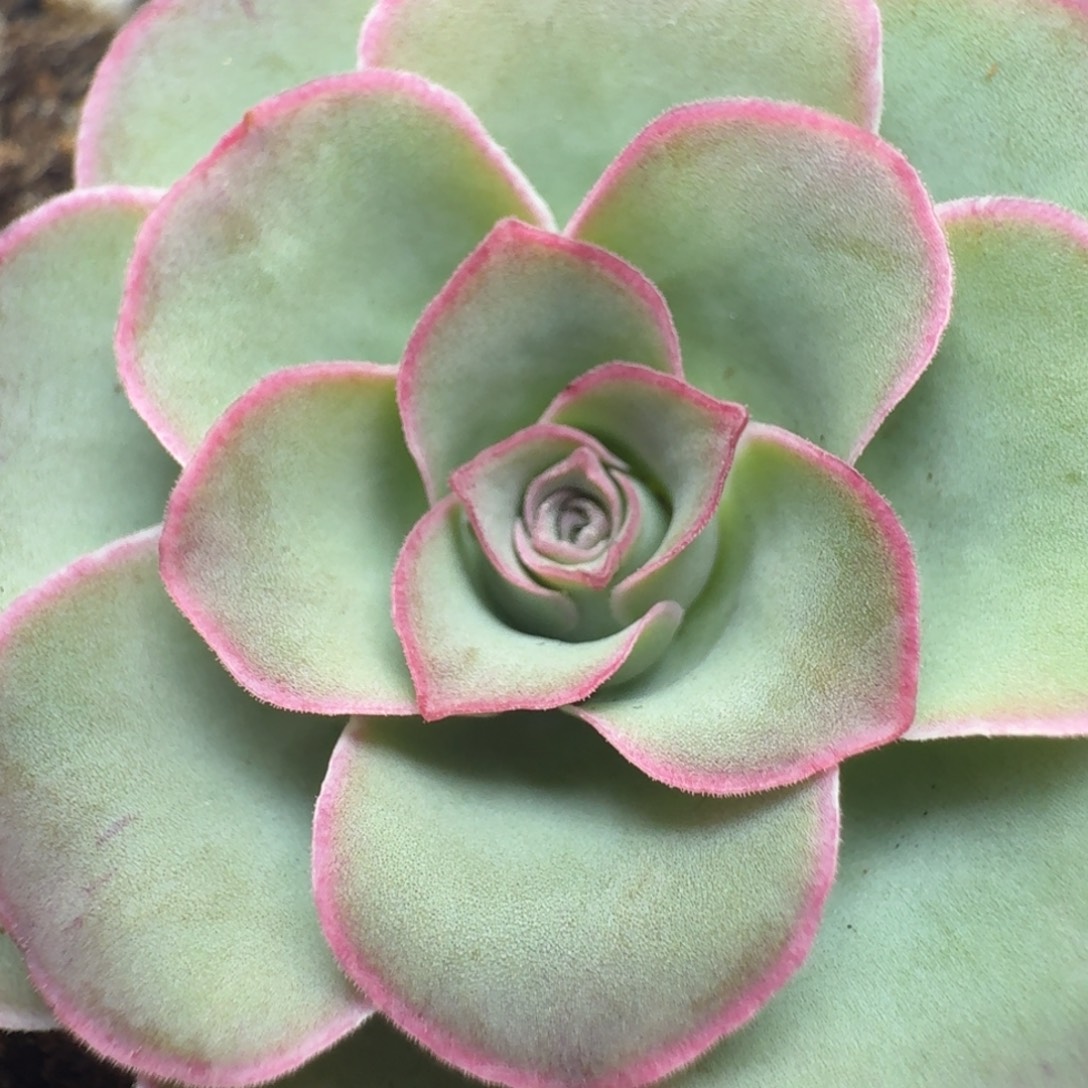 楹楹-37-冠幅  3CM