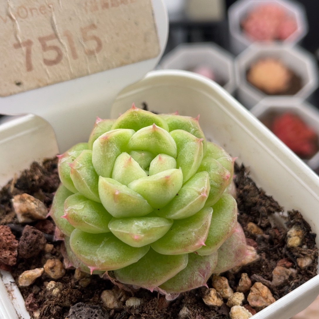 编号系列7515-4.0厘米