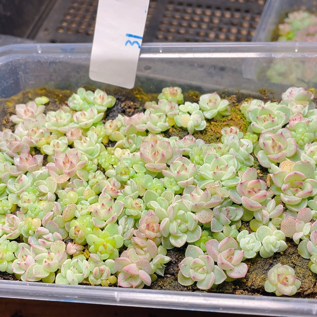  多肉植物多肉植物31