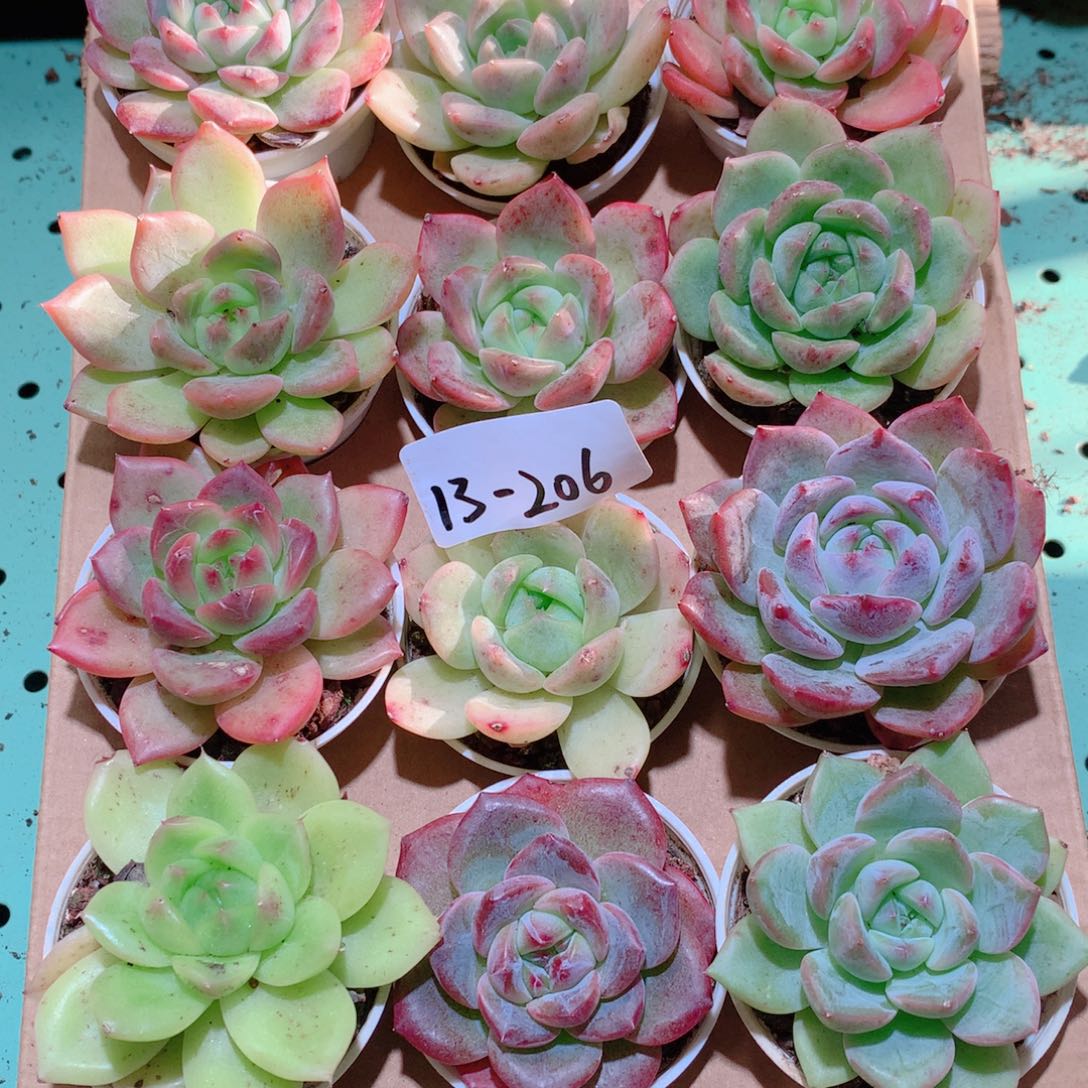 13-206一物一拍多肉带盆18颗
