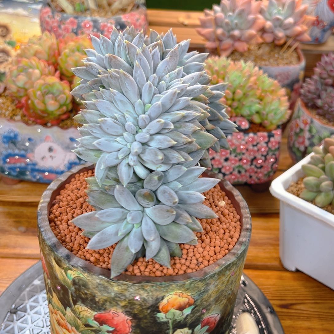 温***光6161111111111111111