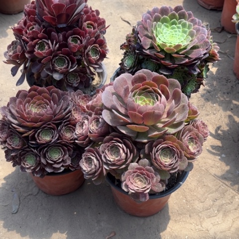 586多肉植物组合
