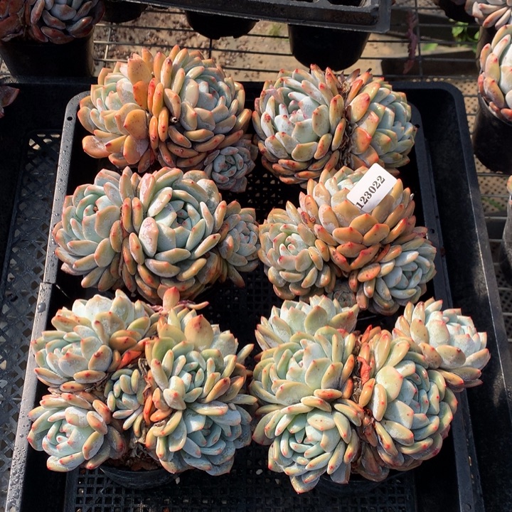 123022六个嗯嗯嗯嗯嗯嗯嗯嗯好喜欢