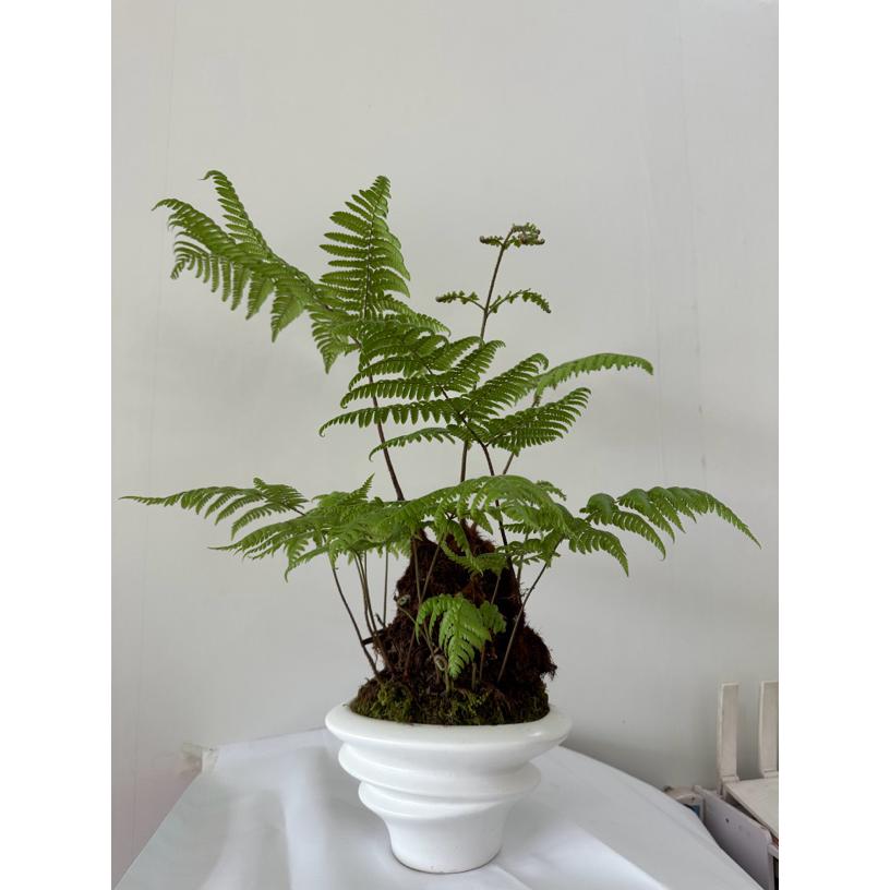 室内好养易活的金丝虹鳞蕨禅意水培苔藓球绿植（不含盆）