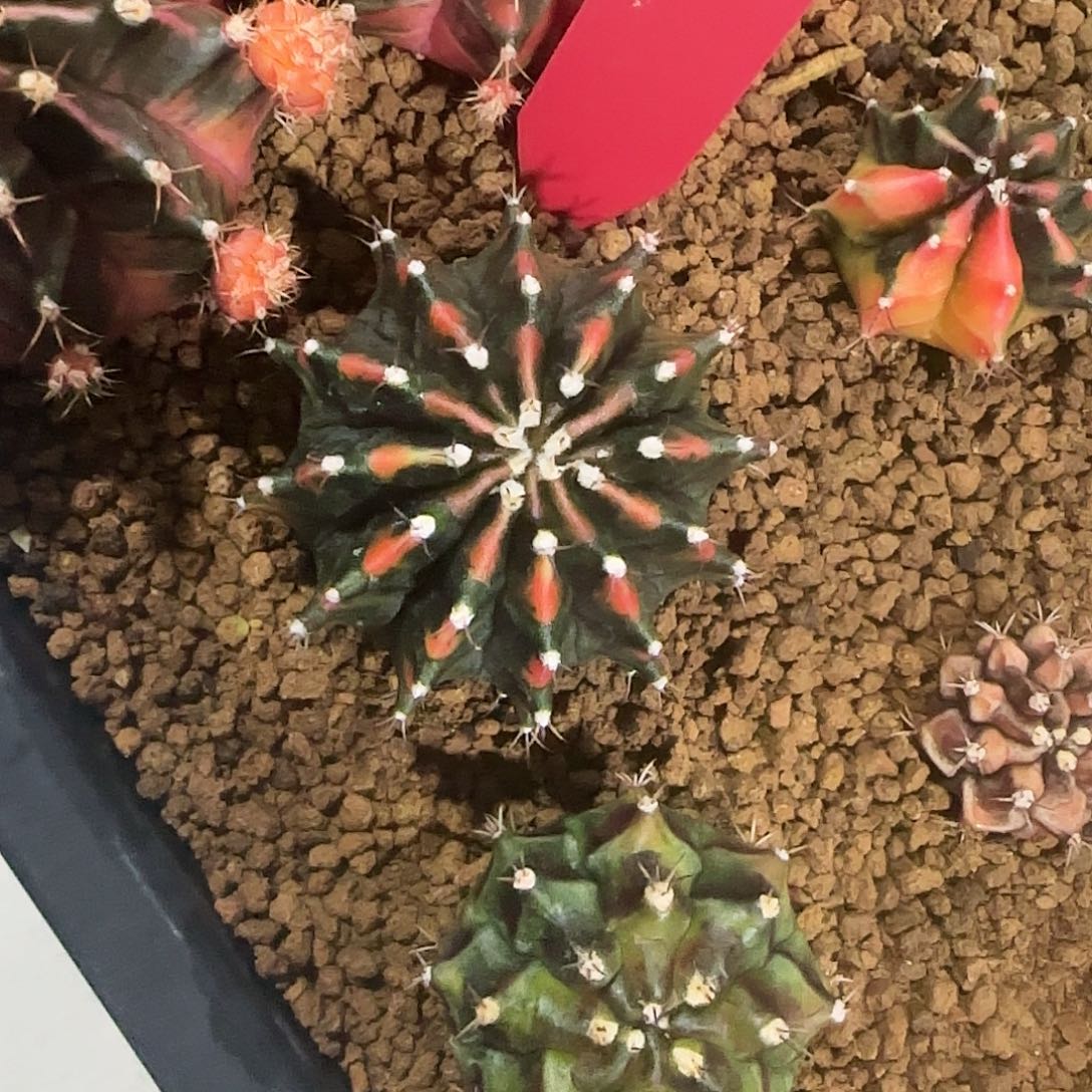 L731-1225泰国发货