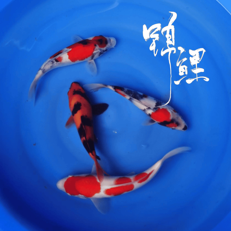 （700号黄色牌）活体锦鲤鱼红白冷水黑金大正鱼缸黄金白金观赏鱼