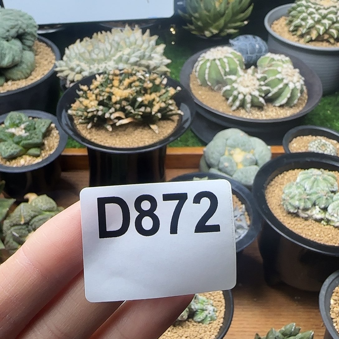 光琳推荐仙人球专拍