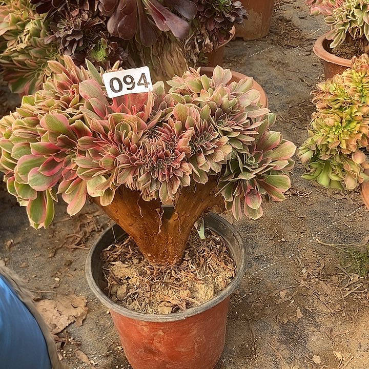 094粉女妖缀化特价房
