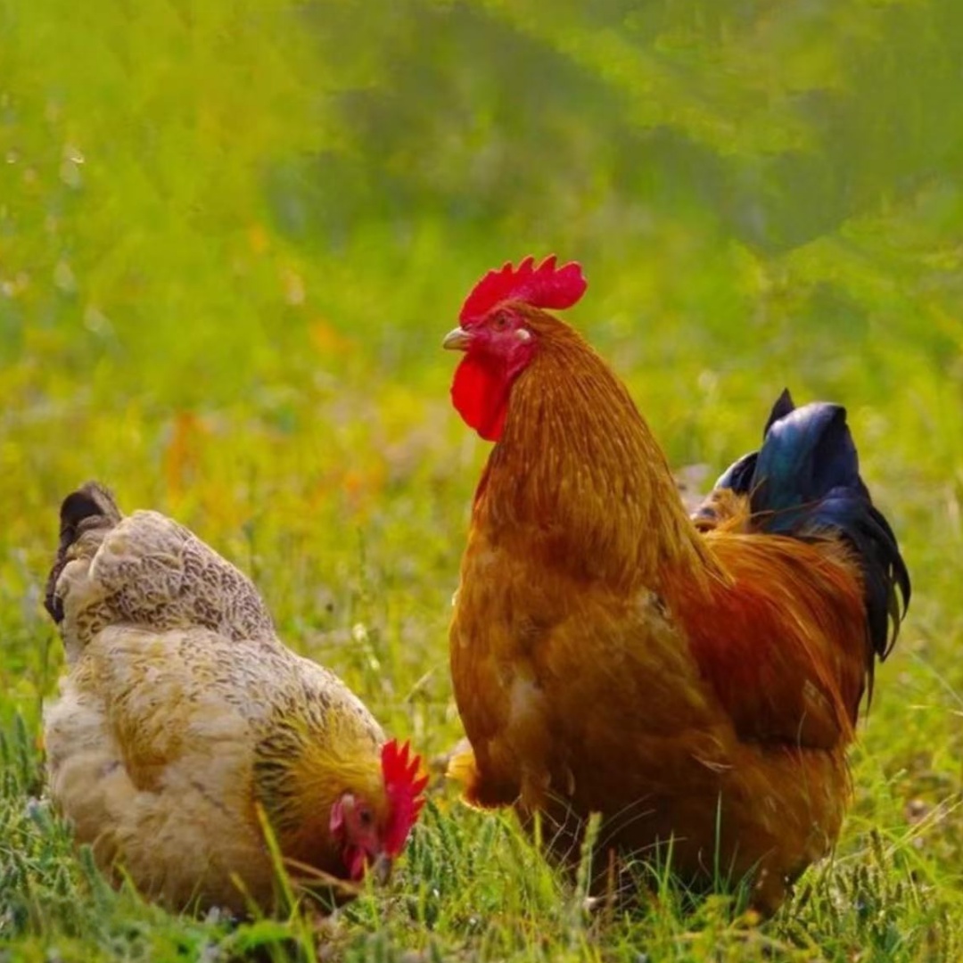 买3只母送1只公农家散养老母鸡带内脏 净重约9-10斤 顺丰京东包邮