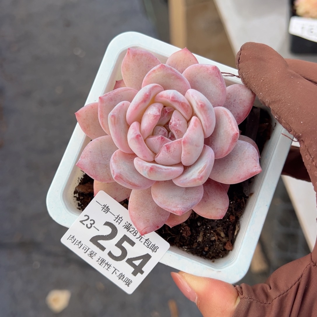 橙梦露多肉多肉多肉多肉