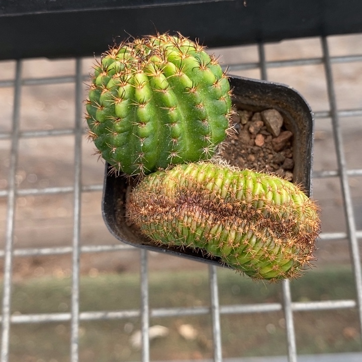 伯克利和格蕾纳等著名音乐