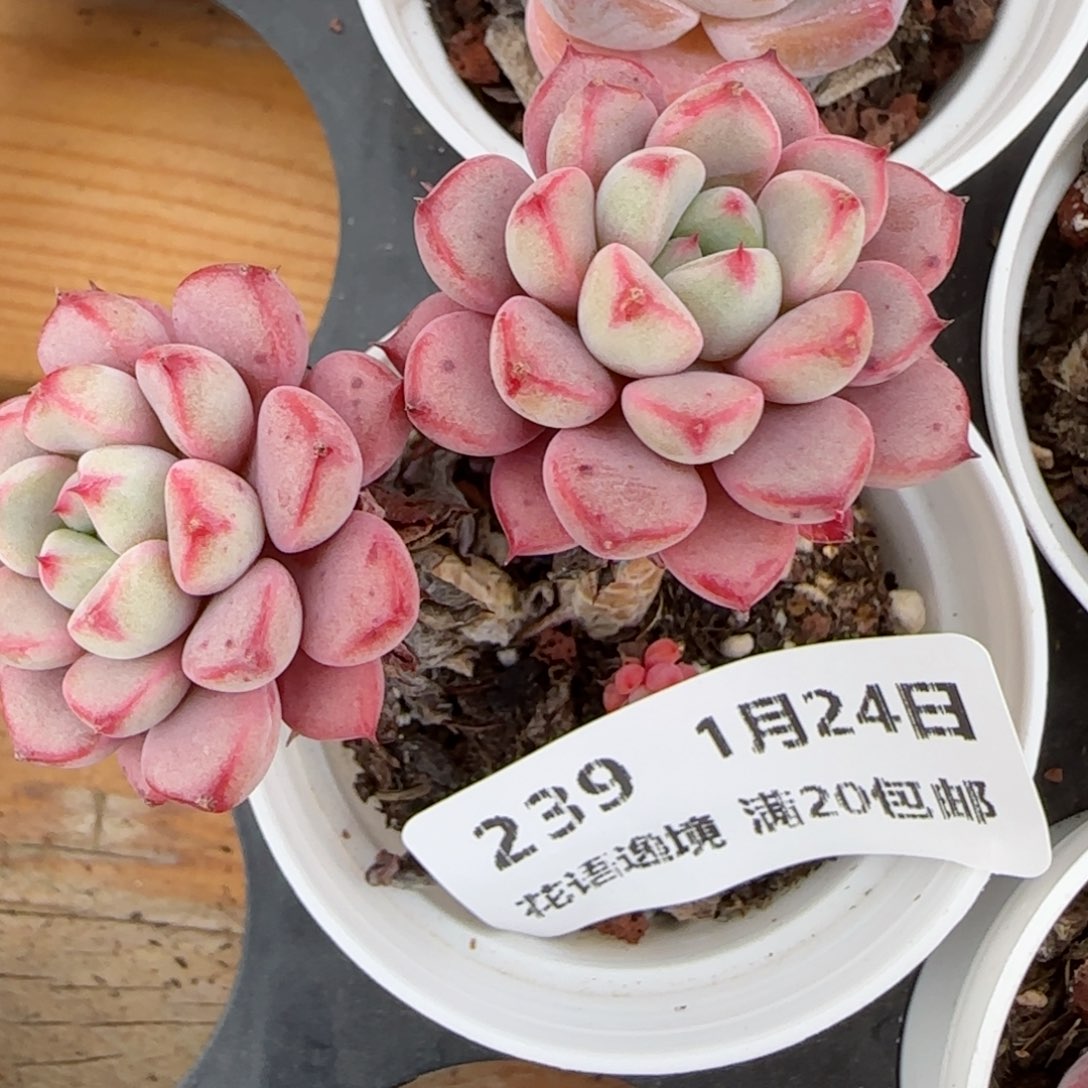 花语逸境0124-239