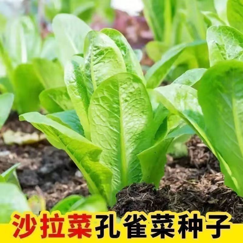 【 L 】沙拉孔雀菜种子新种不生虫脆甜生吃直立生菜四季播种沙拉菜商品图
