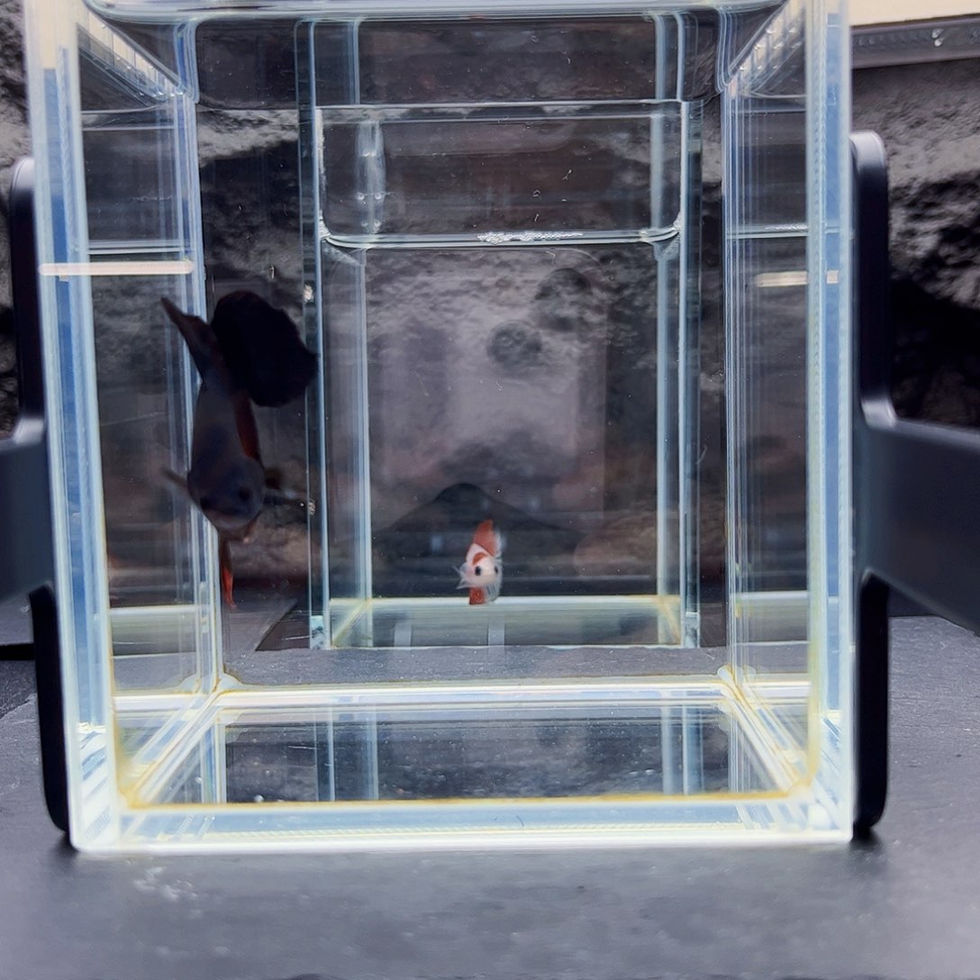 是***吖海水暗黑超黑5.8厘米极品