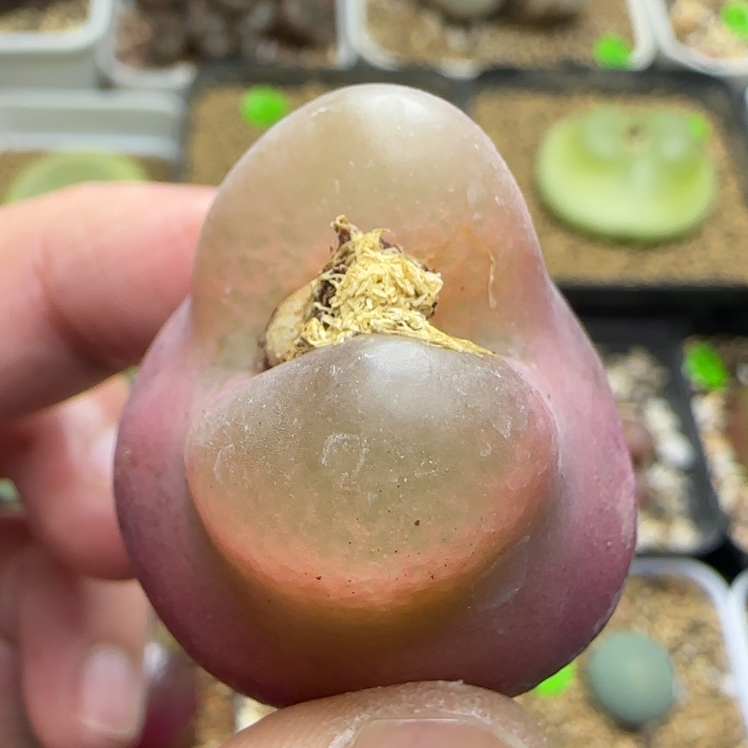 大肚子3+多肉植物355