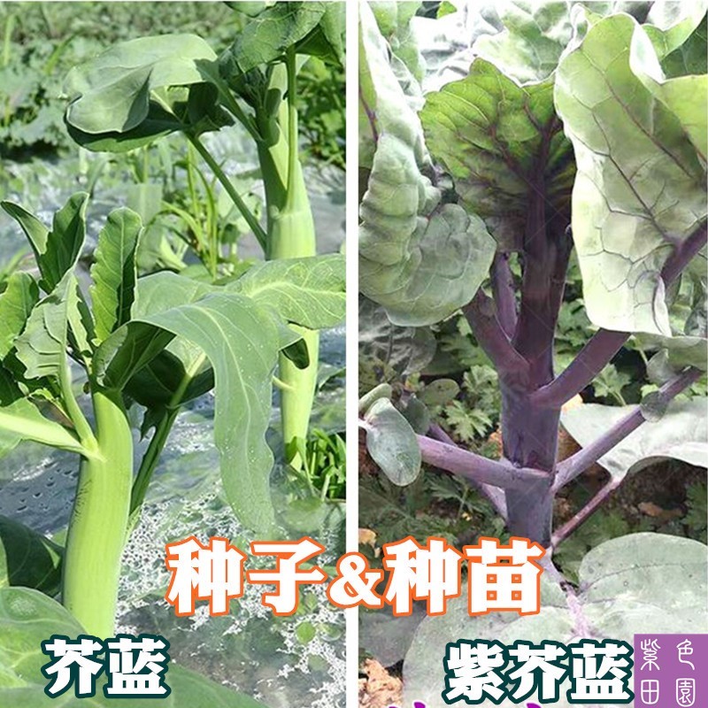 鸡腿芥兰菜苗秧苗芥蓝种子菜籽孑四季香菇紫菜心蔬菜种籽介兰菜苗