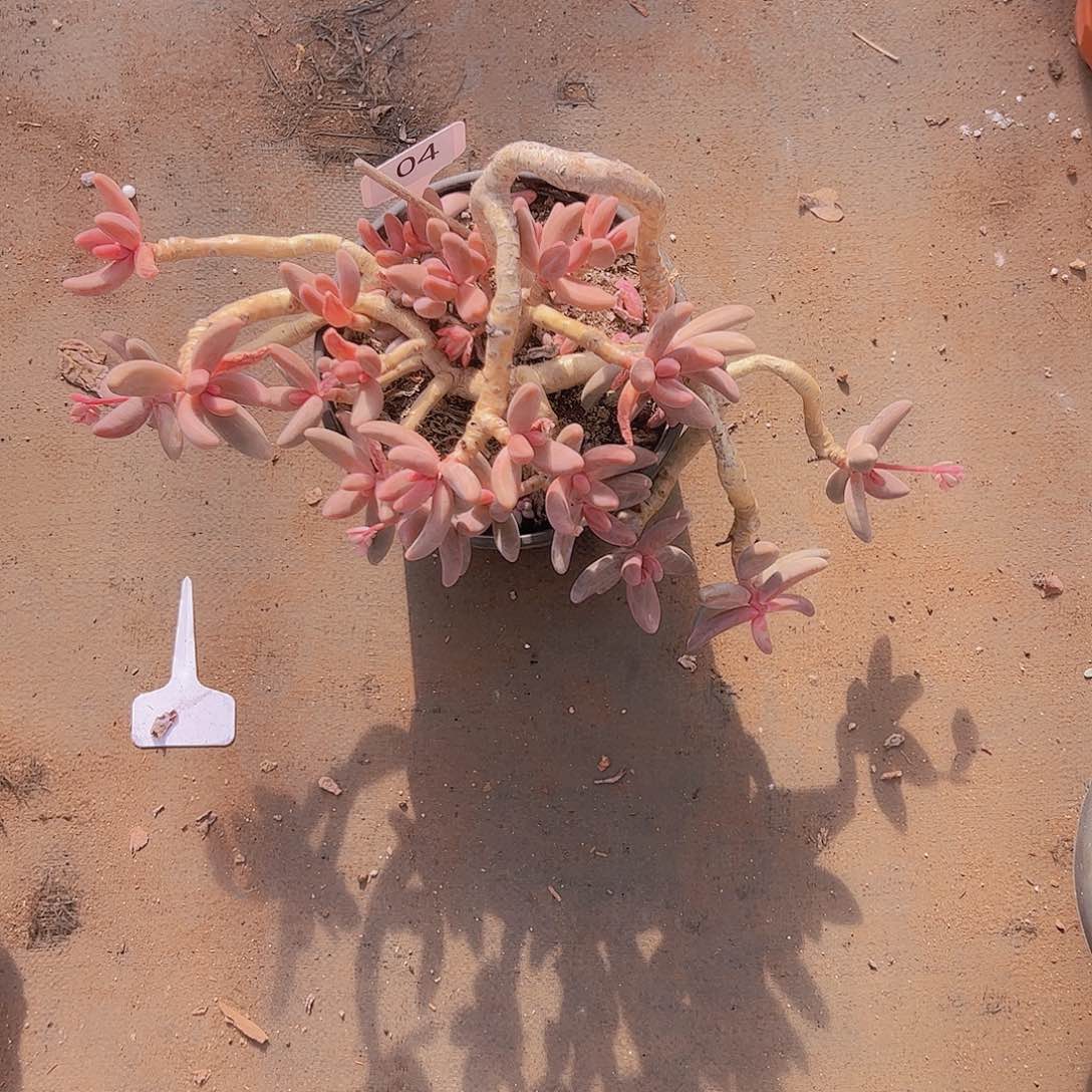 一***.04红手指15不售后