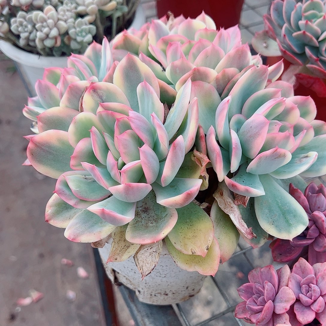 绮罗仙子锦多头群生