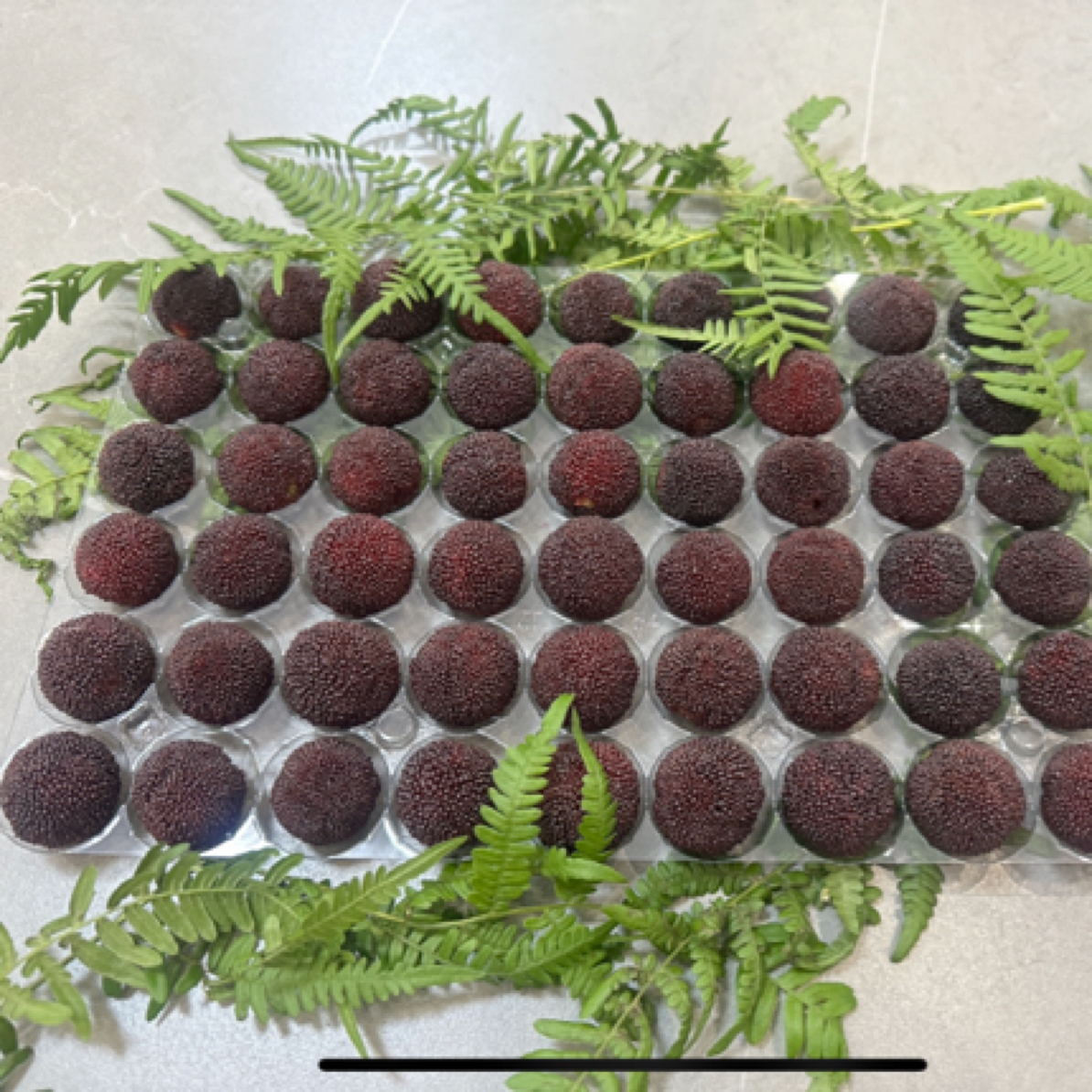 浙江余姚三七市新鲜现摘精挑杨梅礼盒顺丰冷链