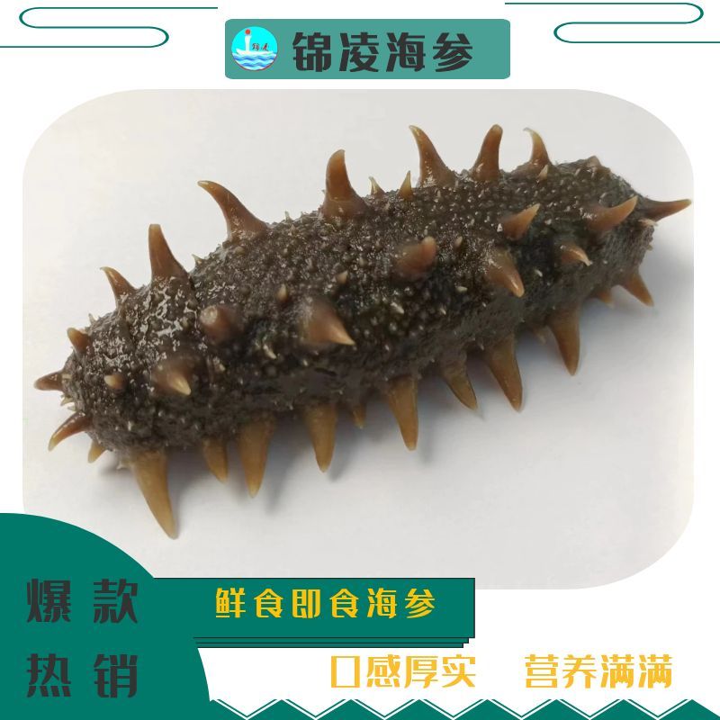 锦凌【9-13头精品海参】【高品质鲜食辽参】开袋即食