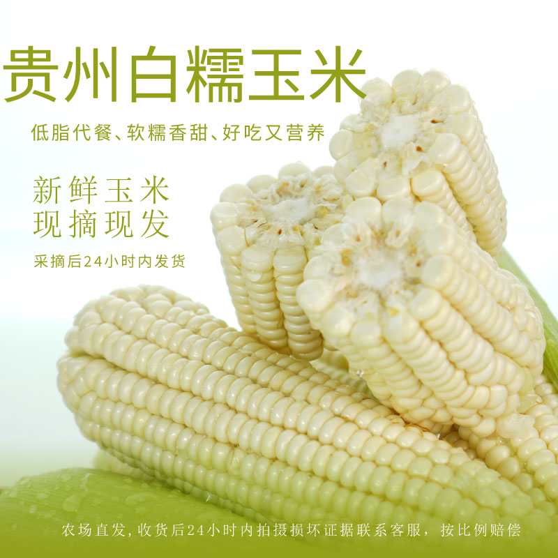 贵州香糯玉米高山种植自然生长现摘现发新鲜带壳保鲜配送拇指玉米