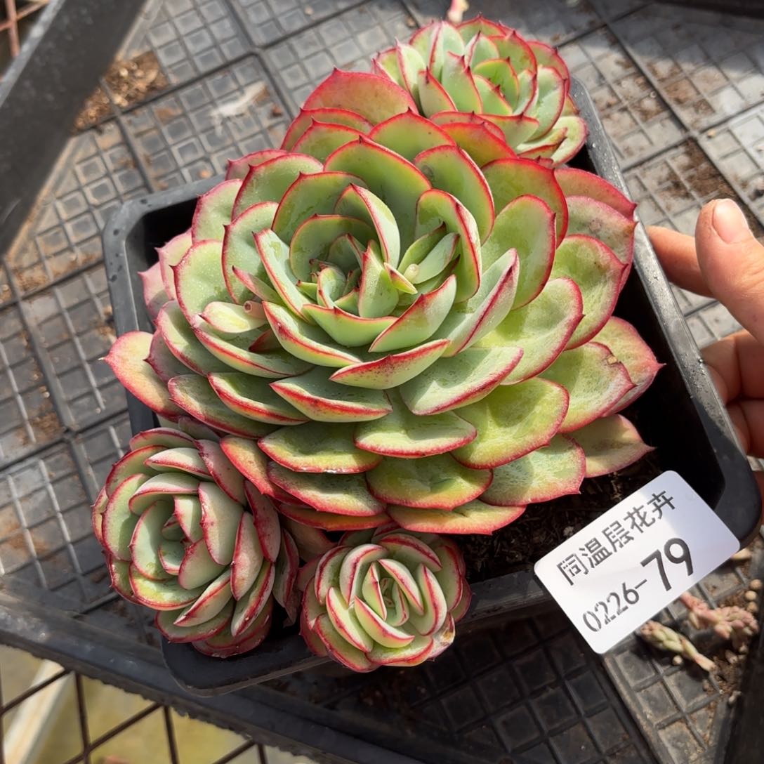 同温层多肉牡丹亭79