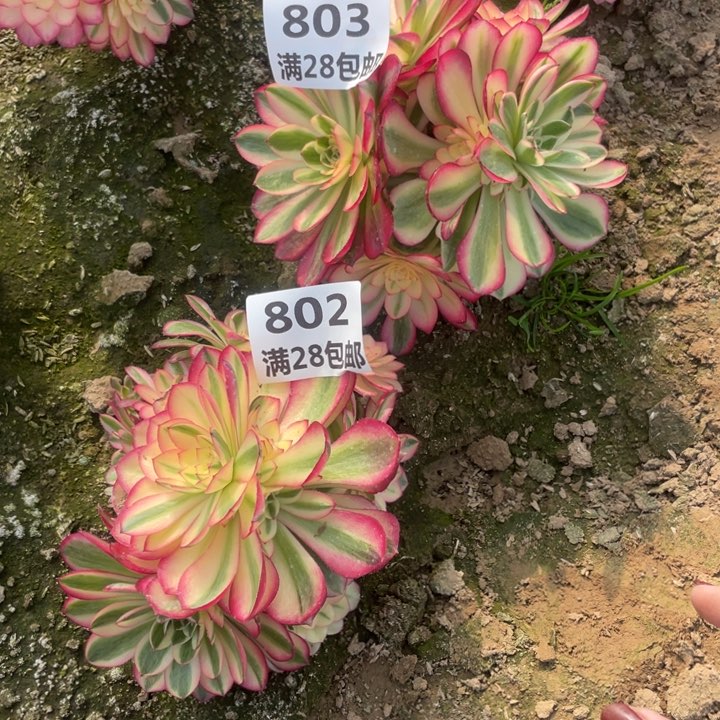 缘*歌802/803两个倾城二号棚E