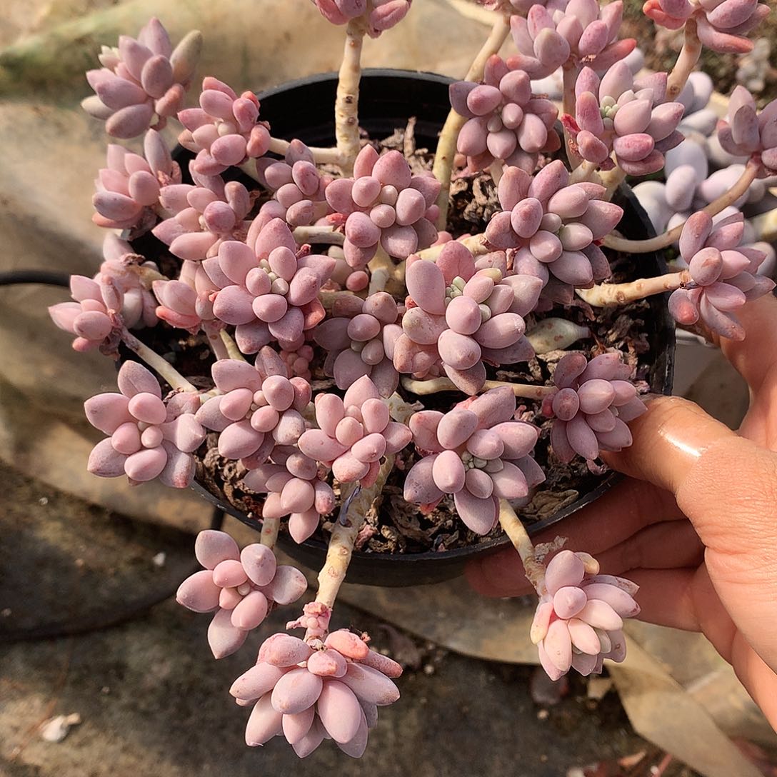 星戴露多肉一物一拍