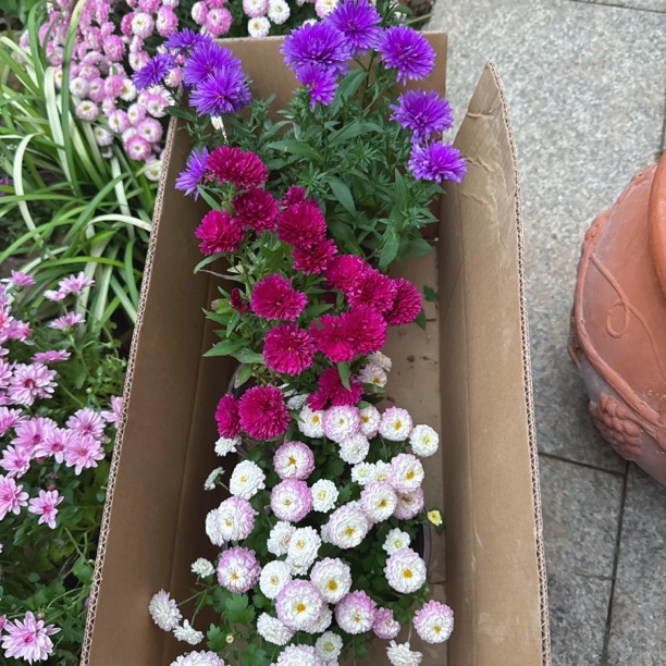 荔枝紫菀组合耐寒耐热