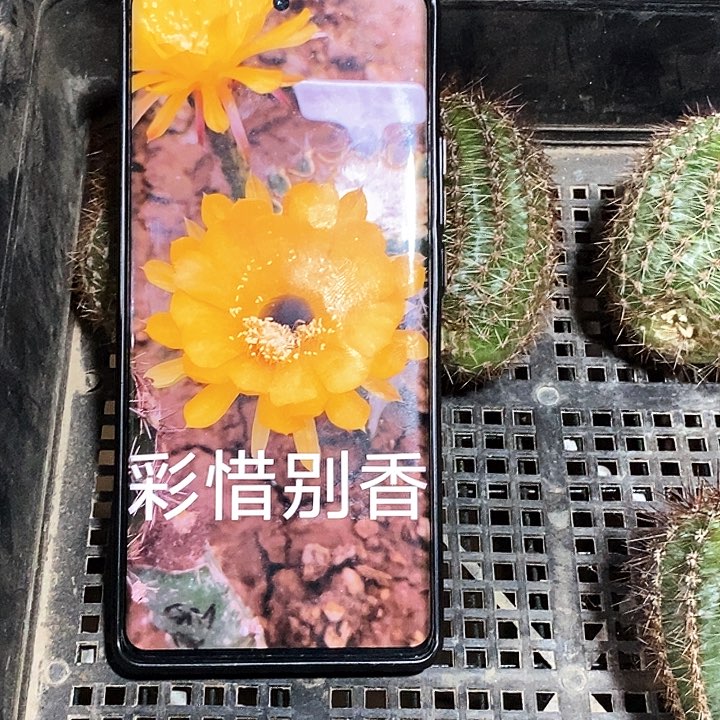 彩惜别 /侧芽歪20包邮/ 香