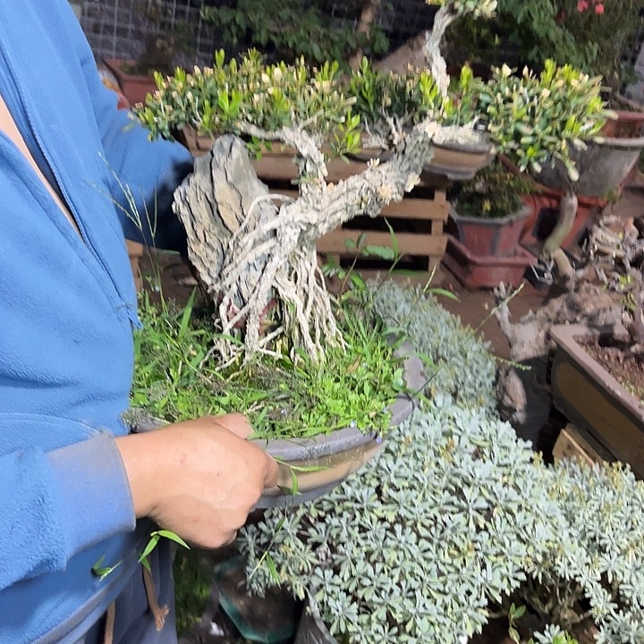 橘***叼无花朵哈哈哈哈哈