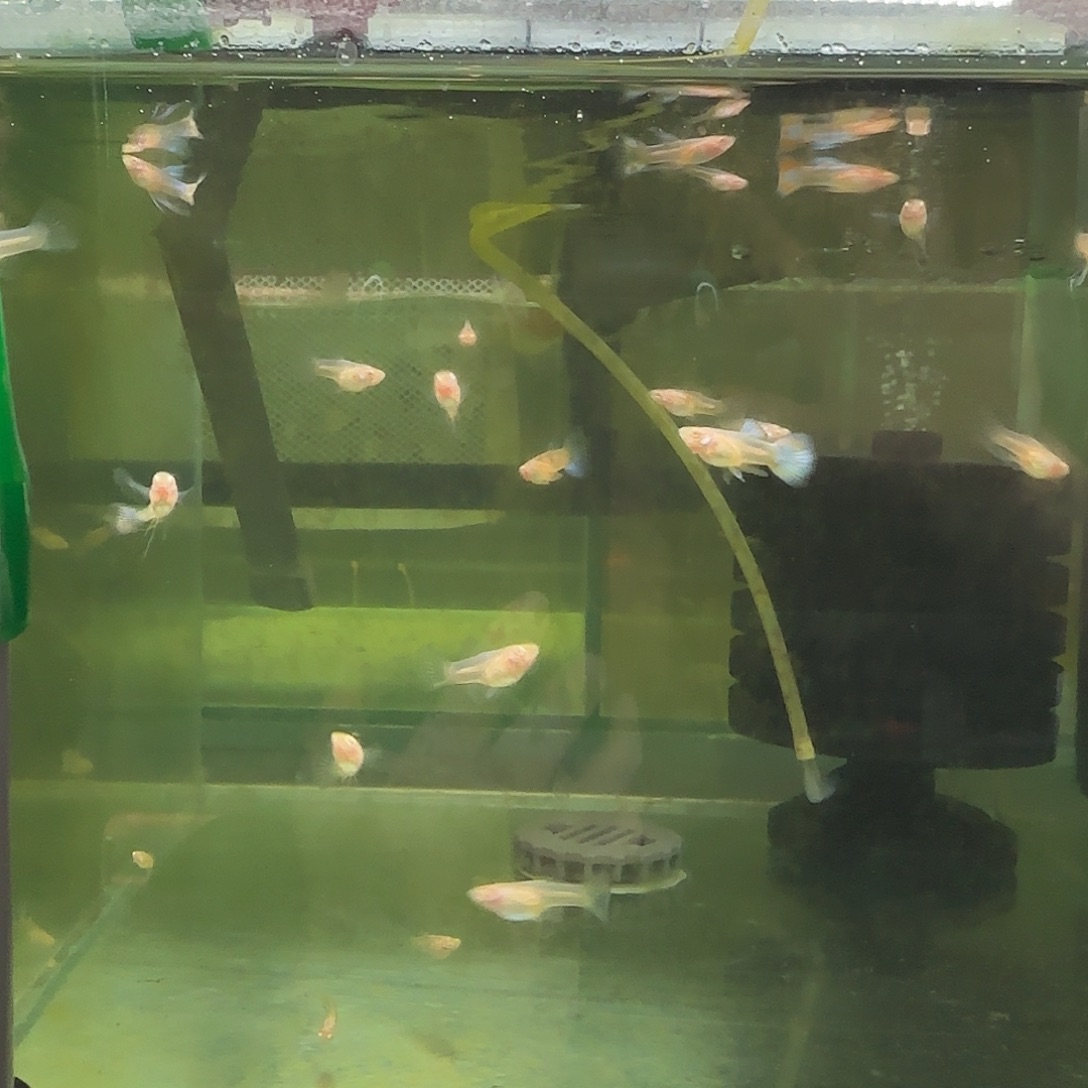 孔雀鱼蓝白C苗10条随机