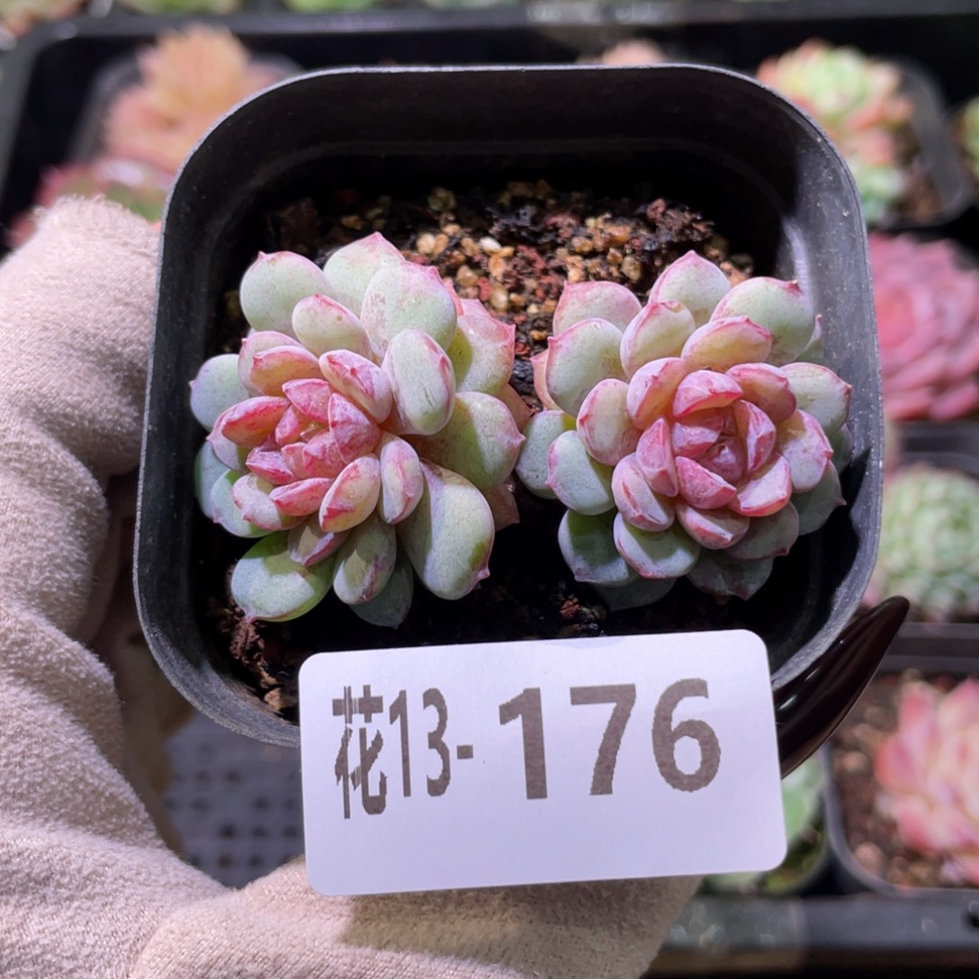 花利美13-176血钻