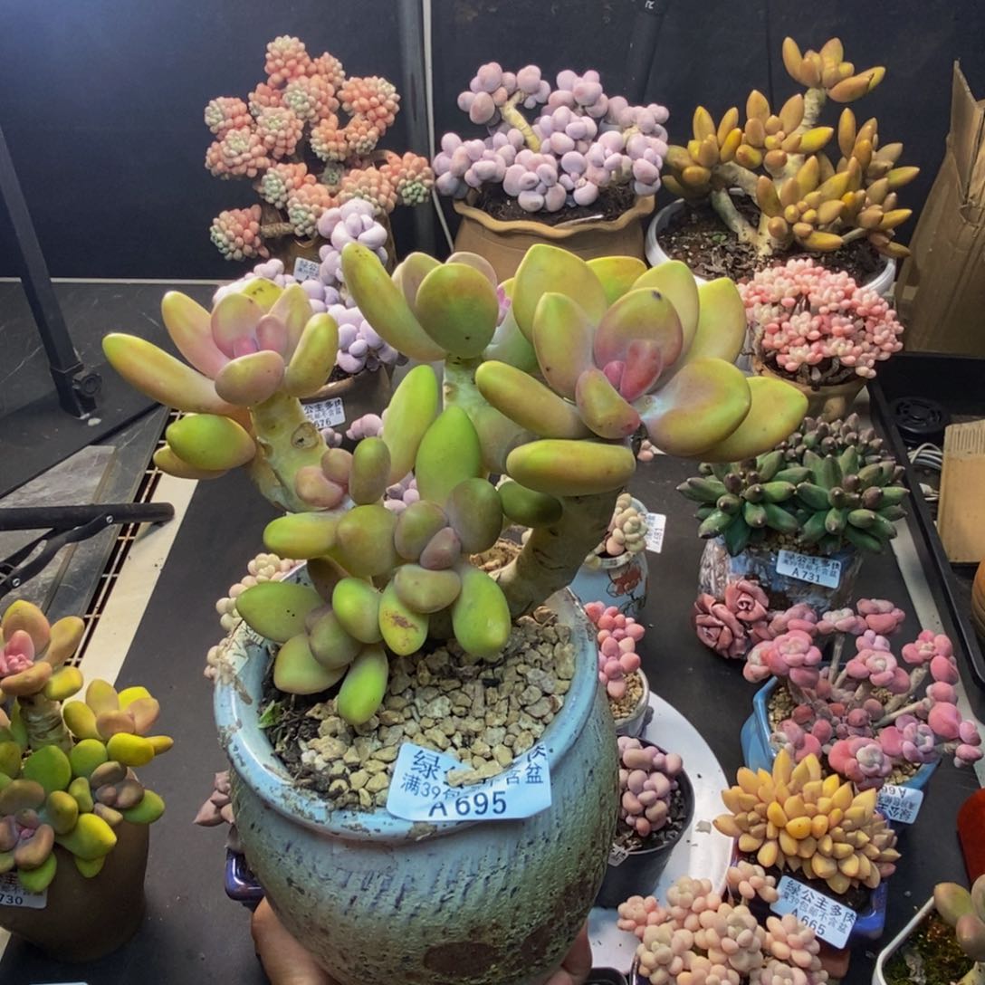 T****?695芒果奶多肉12c m