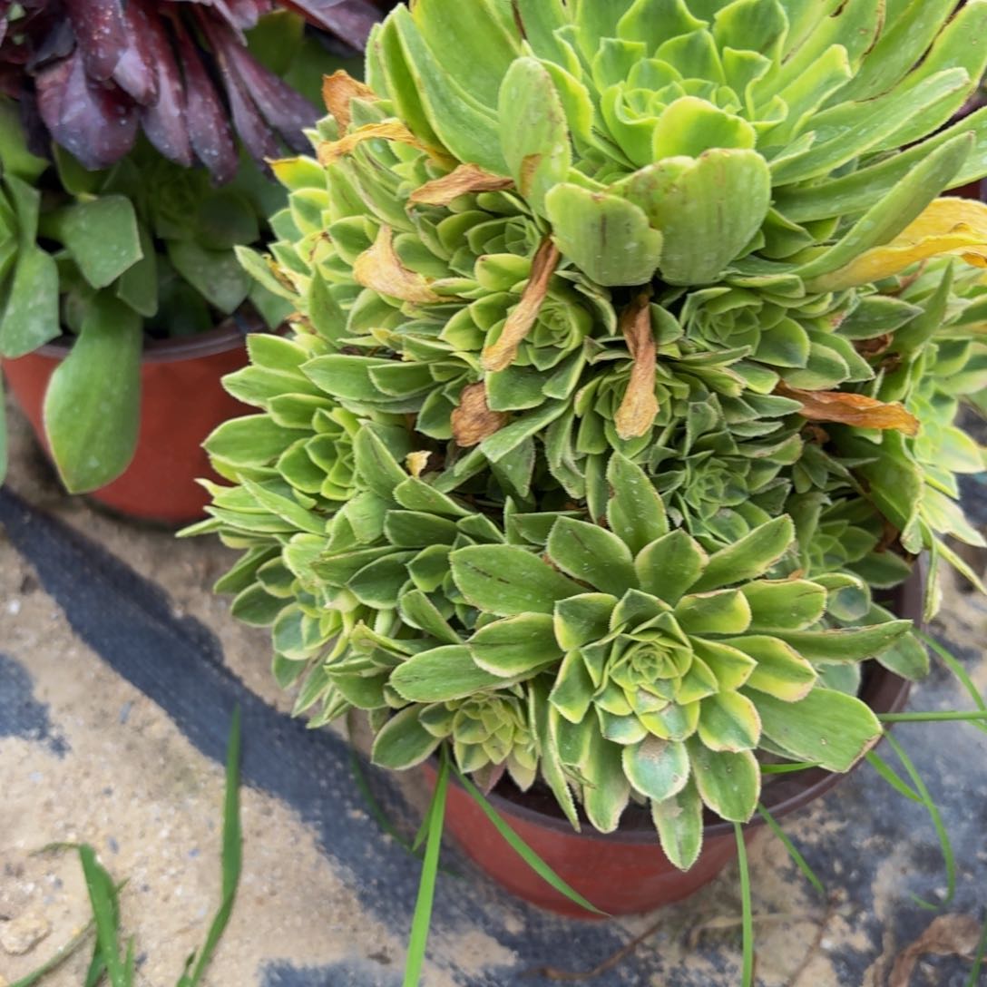 无花朵632多肉植物捧花的