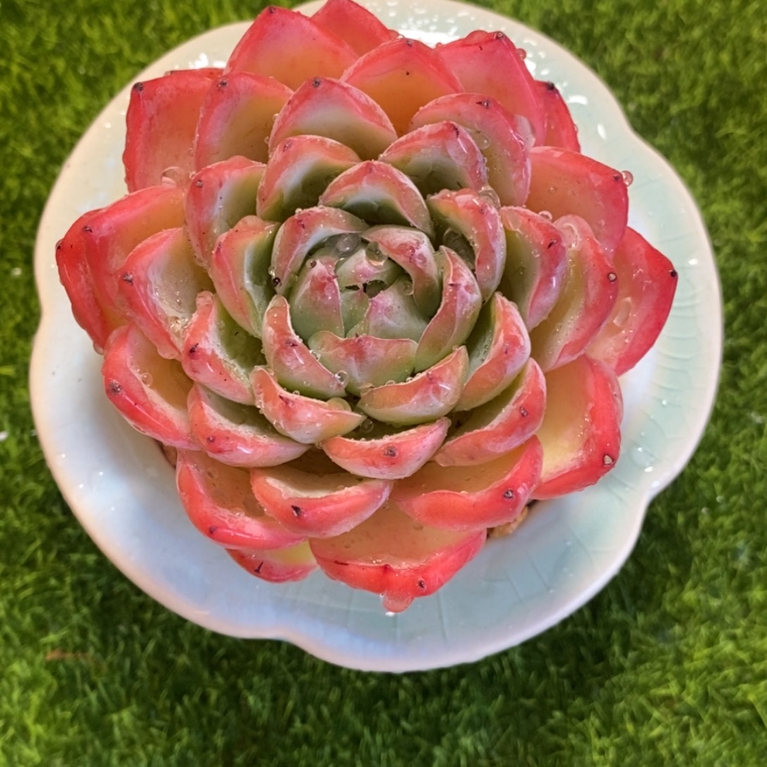 带陶瓷盆发货，一物一拍