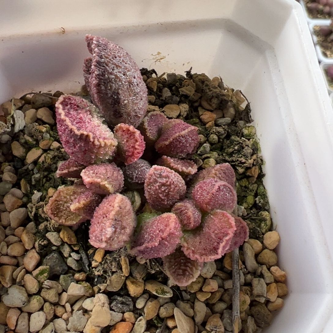 火凤凰多肉植物水泡