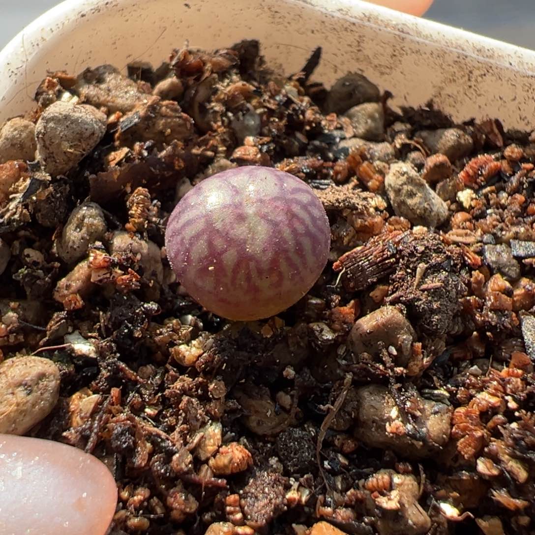 雒*紫纹流水多肉