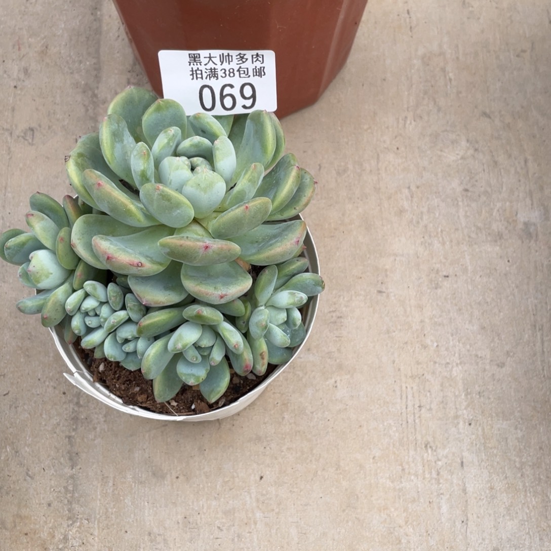 s***n黑大帅多肉69望书