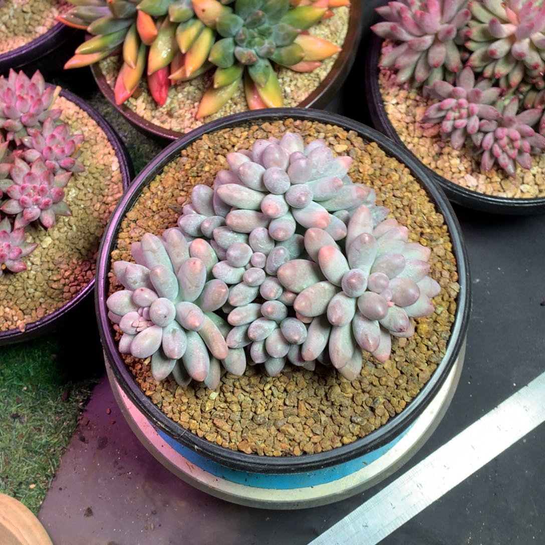 大叶汤圆哈哈哈哈哈哈哈哈哈哈