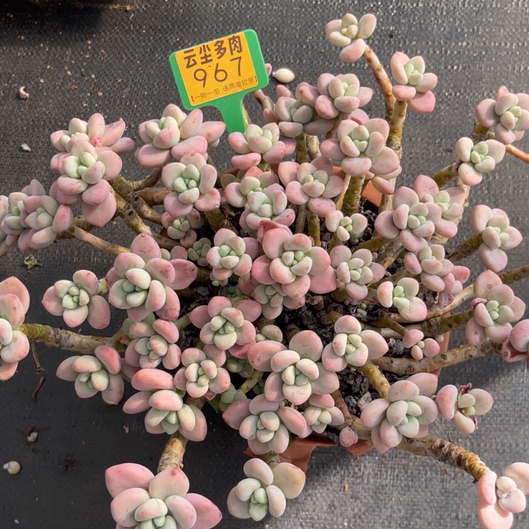 云尘多肉一物一拍967