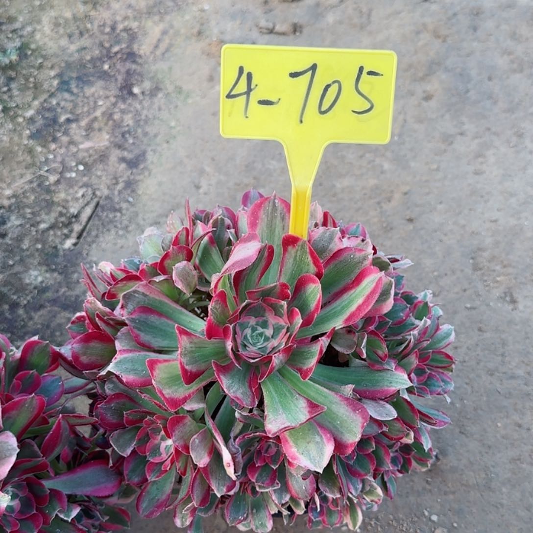 4-705--多头多肉植物